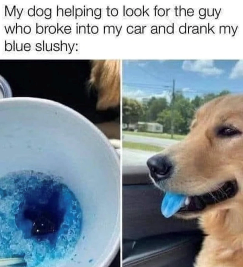 Ridiculous Cockapoo Dog Pic