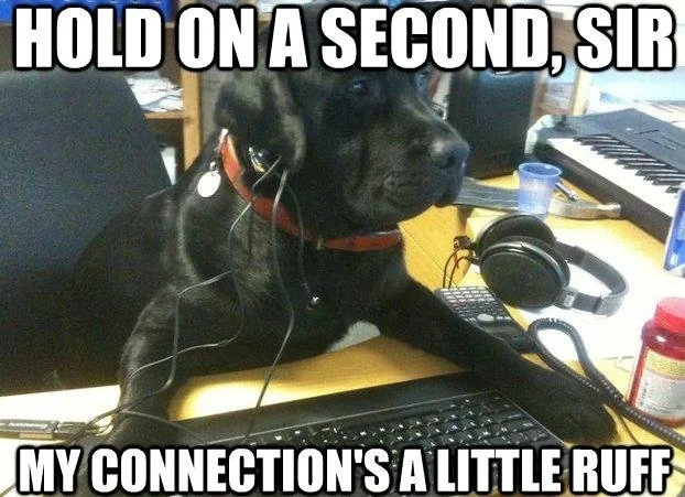 Ridiculous Labrador Dog Meme