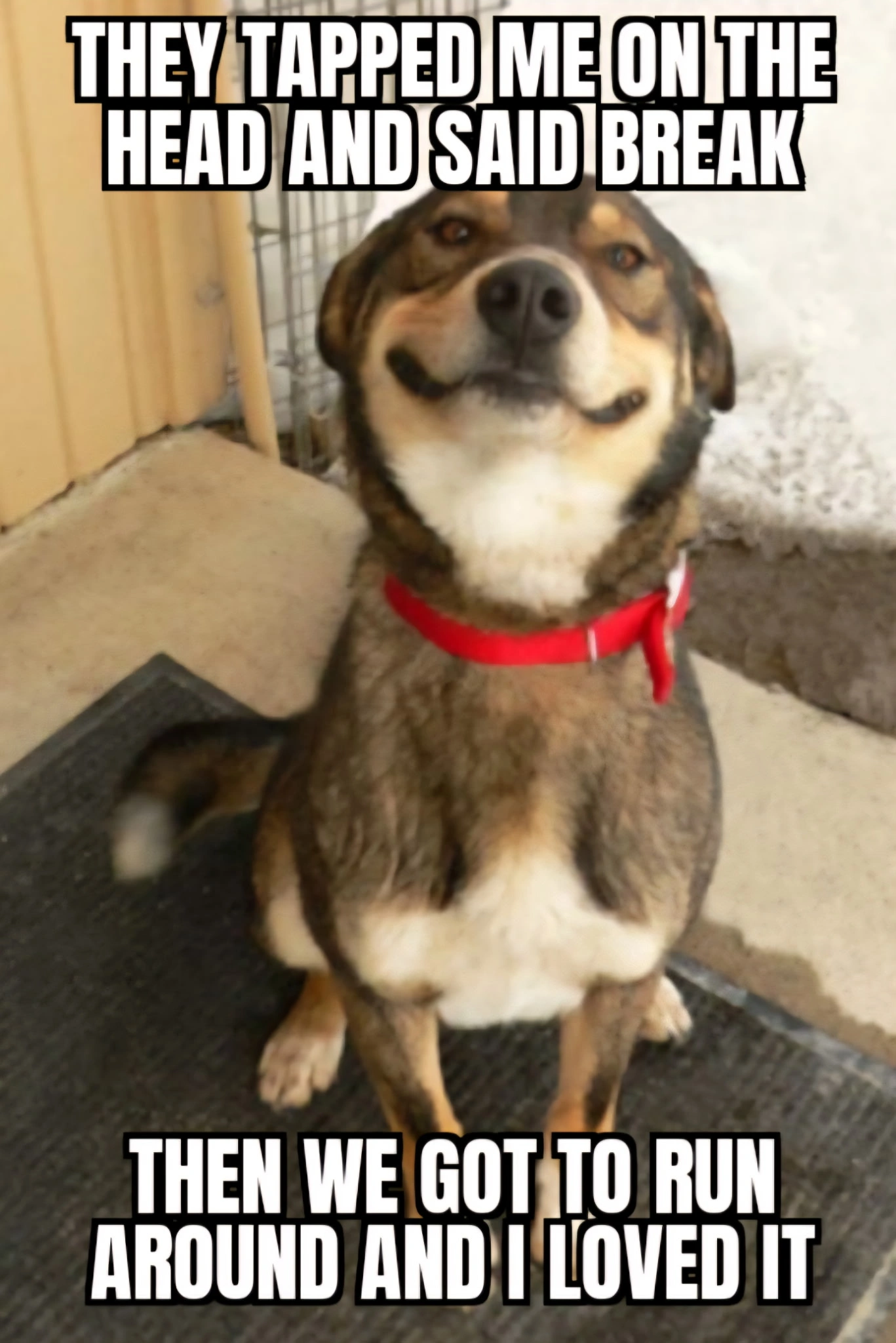 Ridiculous Shiba Inu Dog Meme