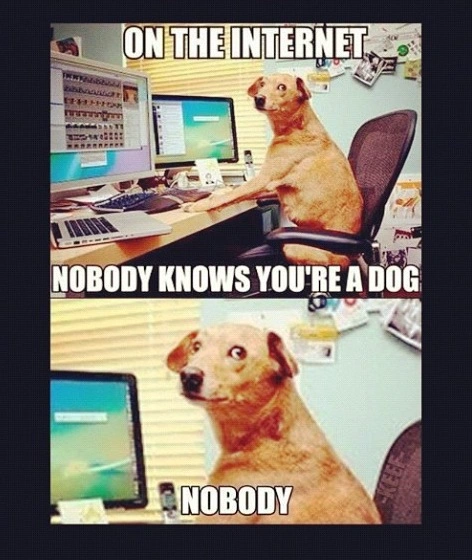 Ridiculous Vizsla Meme