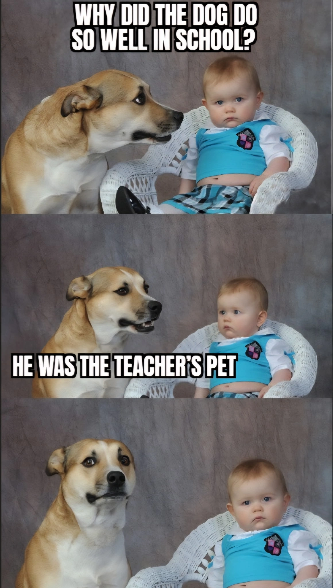 Silly Carolina Dog Meme