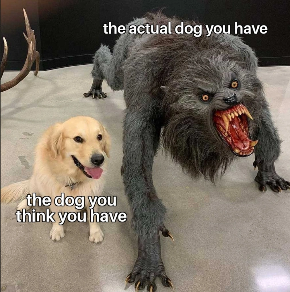 Silly Labrador Dog Meme