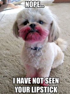 Silly Shi Tzu Dog Meme