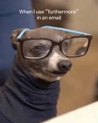 Silly Whippet Funny Dog Meme