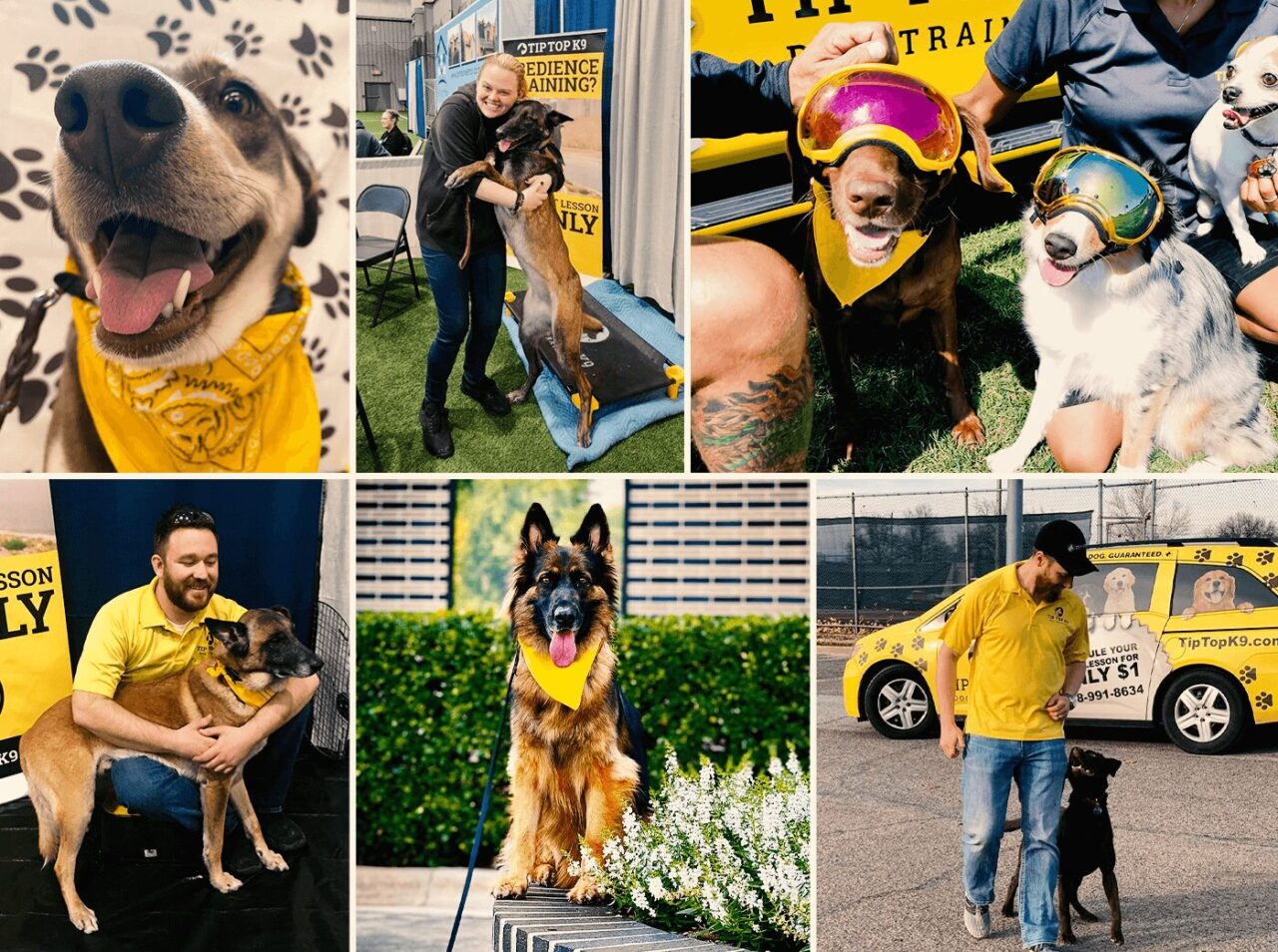 Plano Dog Training Plano Dog Training Tip Top K9