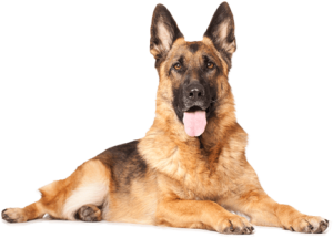 Tulsa Dog Training Award German Shephard