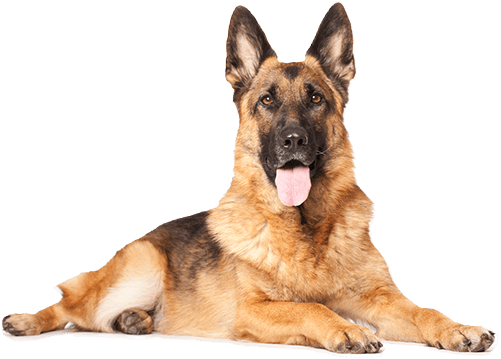 Tulsa Dog Training | Guaranteed Good Dog