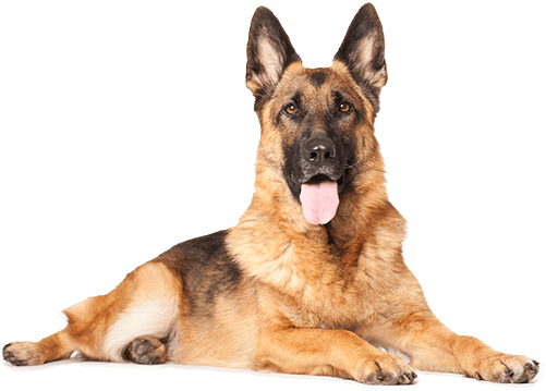 Tulsa Dog Training Award German Shephard