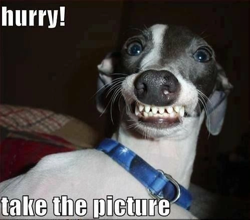 Whippet Dog Breed Funny Meme