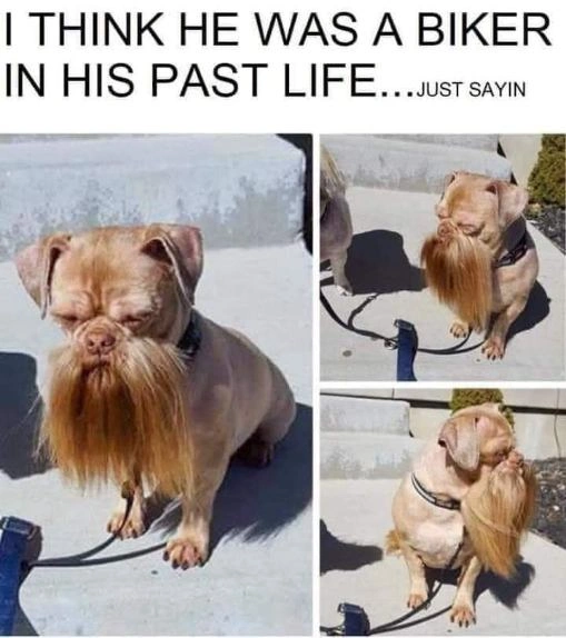 Witty French Bull Dog Meme