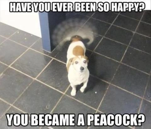 Witty Jack Russel Terrier Funny Dog Meme