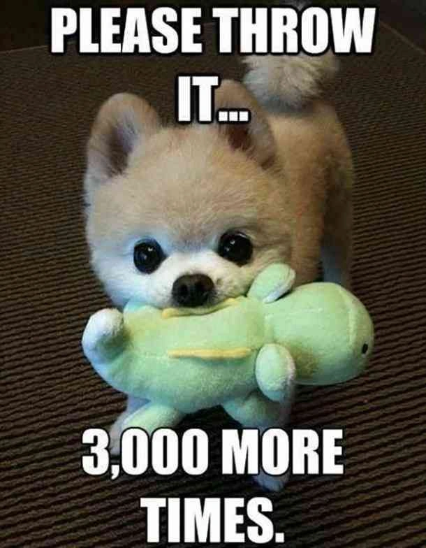Witty Pomeranian Pup Meme