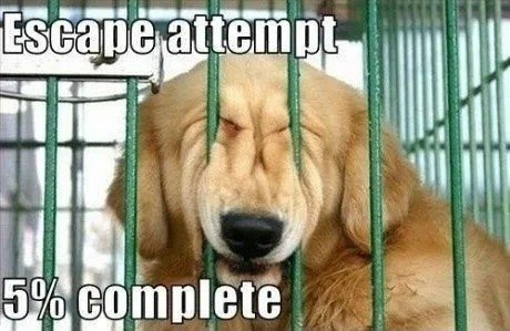 Witty Retriever Pup Meme